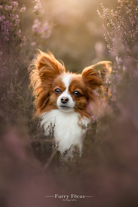 Vlinderhondje op de heide