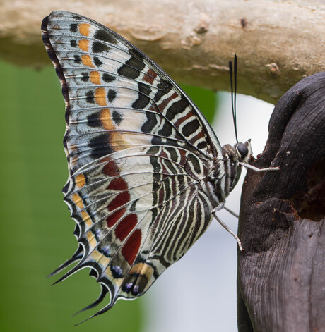 Charaxes castor,