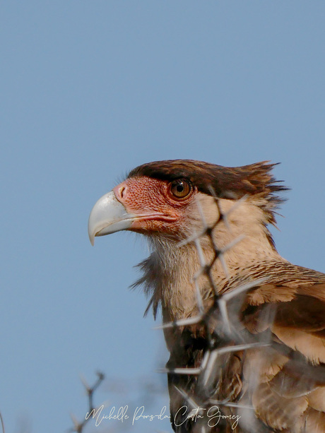 Kuifcaracara in Acacia boom