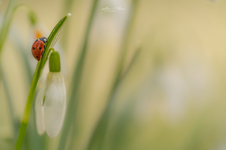 Lieveheersbeestje op sneeuwklokje