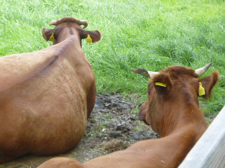 Just Love Your Company by Elle Hart