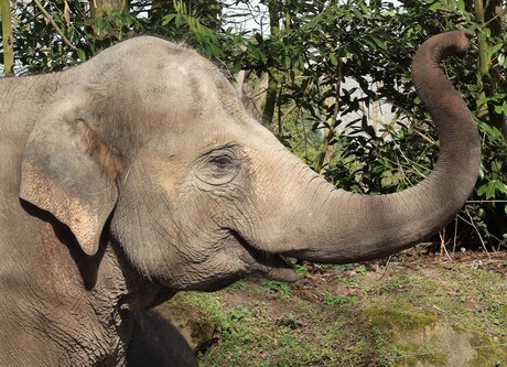 Lachende olifant