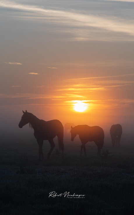 Ochtend mist