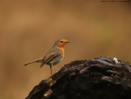 Robin