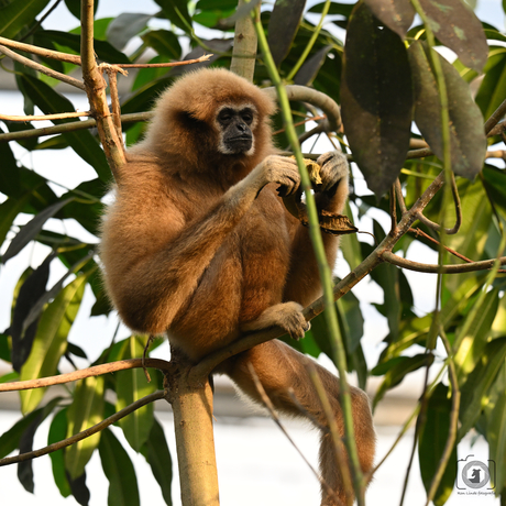 withandgibbon