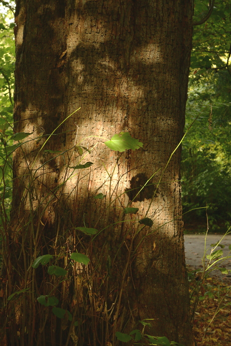 De natuur schildert zelf