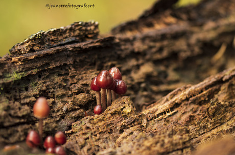 Op paddestoelen jacht