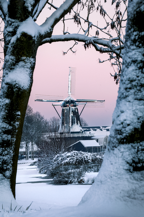 Korenmolen in het avondzonnetje