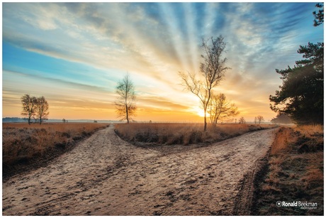 Ginkelse Heide bij zonsopkomst 