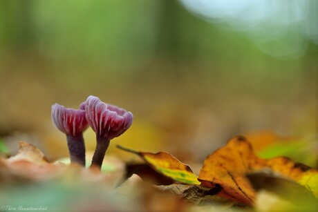 Fungus Beauty
