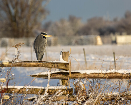 Blauwe reiger heeft het koud