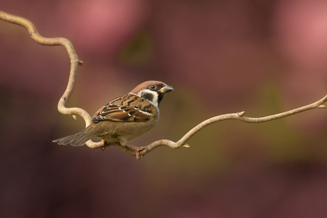 Who will love a little sparrow?