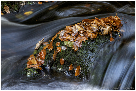 Herfstschatten