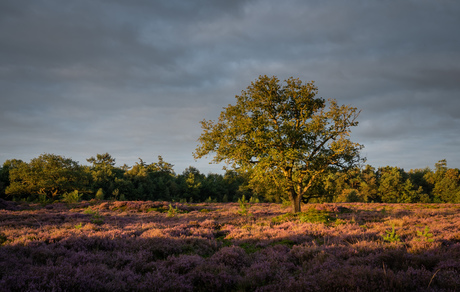 Zonsopkomst Bakkeveense duinen