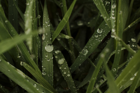 Kleine werelden in het gras