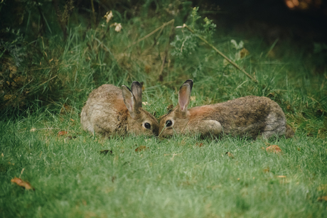 Konijntjes in het bos