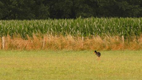 Zwarte ooievaar