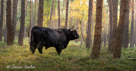 Genietend van de herfst