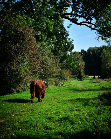 Wandelen