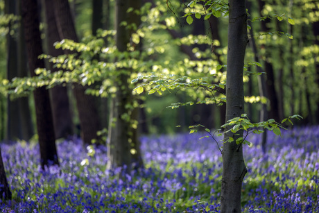Hallerbos