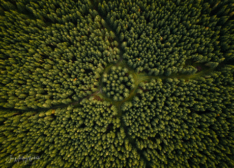 Cirkel in het bos