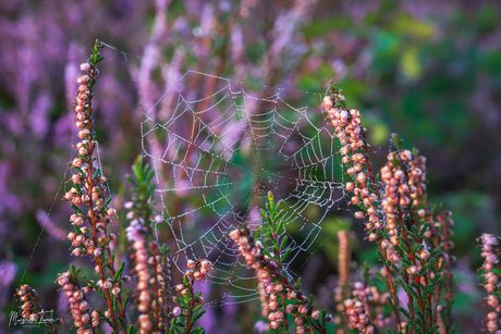 Mooi spinnenweb