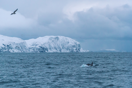 Spotting orca's