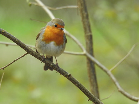 Roodborstje, Nijmegen 2026