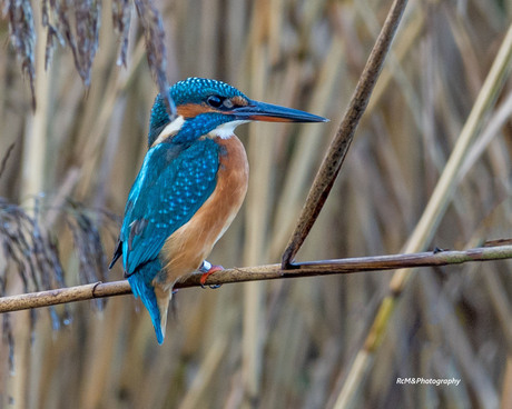 De IJsvogel.