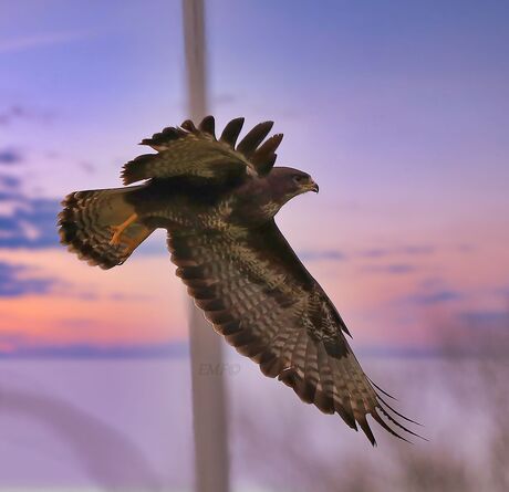 Buizerd in de vlucht 2