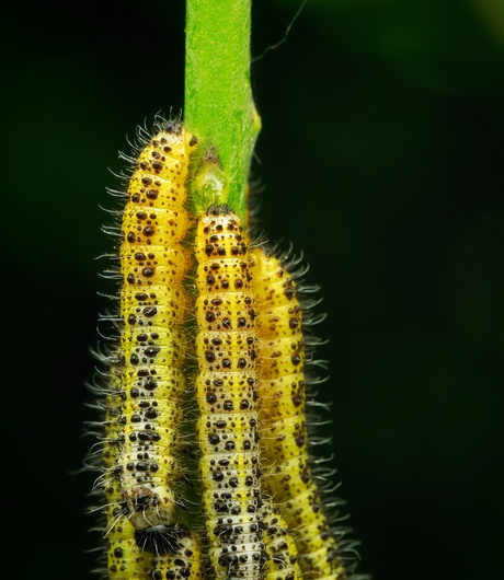 Rups groot kool witje