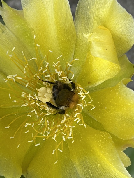 Het onderste uit de bloem is het lekkerste