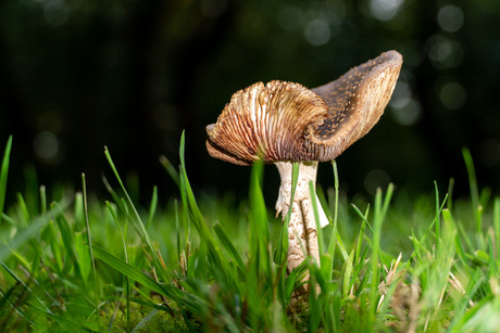 paddenstoel in augustus