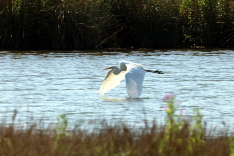 Zilverreiger toucheert het water