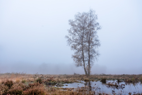 Berk voor de mist