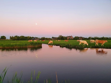 Hollandse polder met koeien 