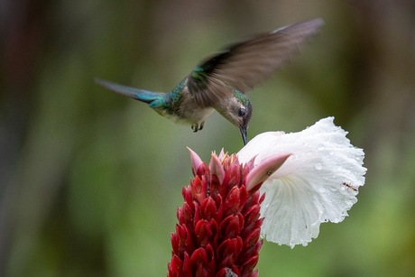 Hummingbird vliegend