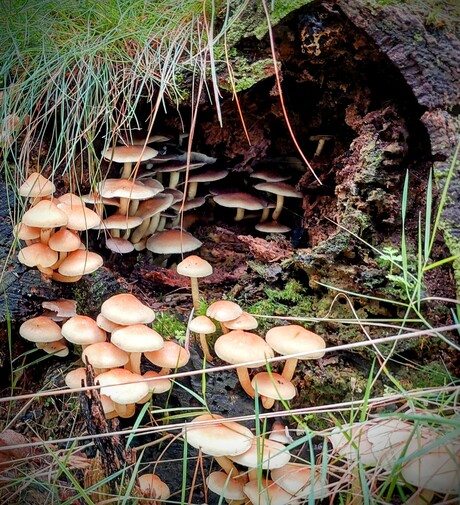 paddenstoelen onder holle boom