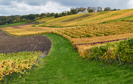 Herfst op wijnboerderij Apostelhoeve, Maastricht