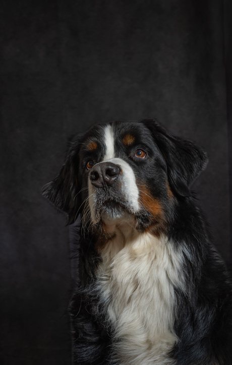 Portretfoto van eigen hond