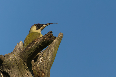 Groene Specht
