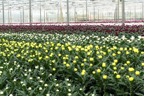 P1300768  KOM IN DE KAS  nr6    Pluis Chrysanten  in div kleuren  11 april 2026  