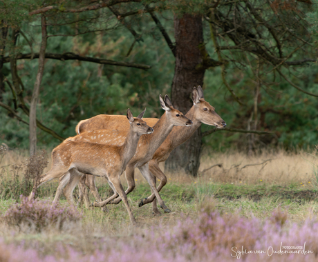 Fotofinish op de Veluwe