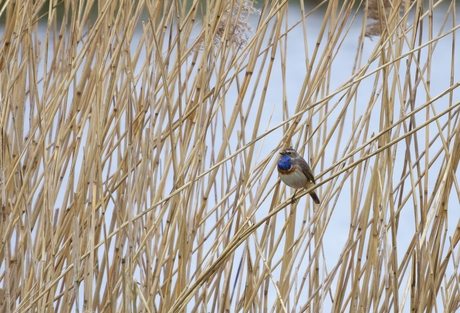 Blauwborst 