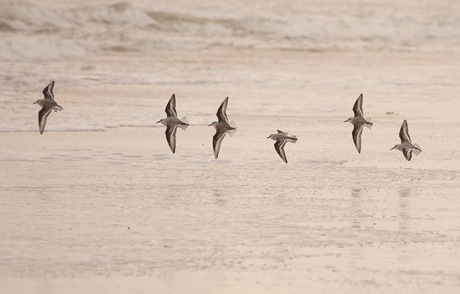 Drieteenstrandlopers 