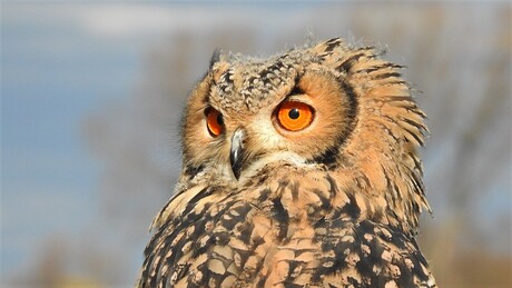 Bengaalse oehoe...kuiken van nu 12 weken..