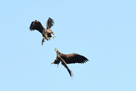 battle of the titans of the sky