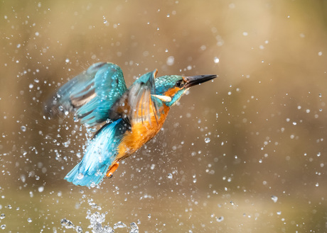 kingfisher
