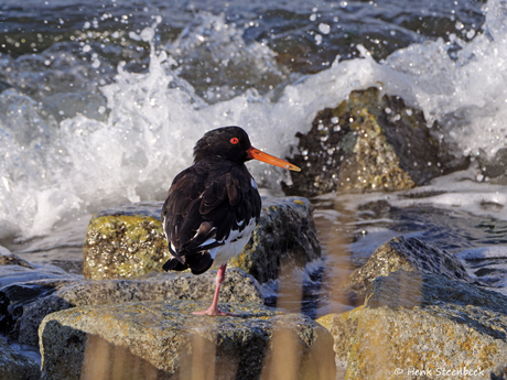 Scholekster wacht tot het water zakt