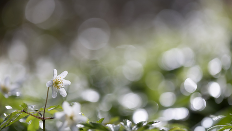 festival van lentebokeh